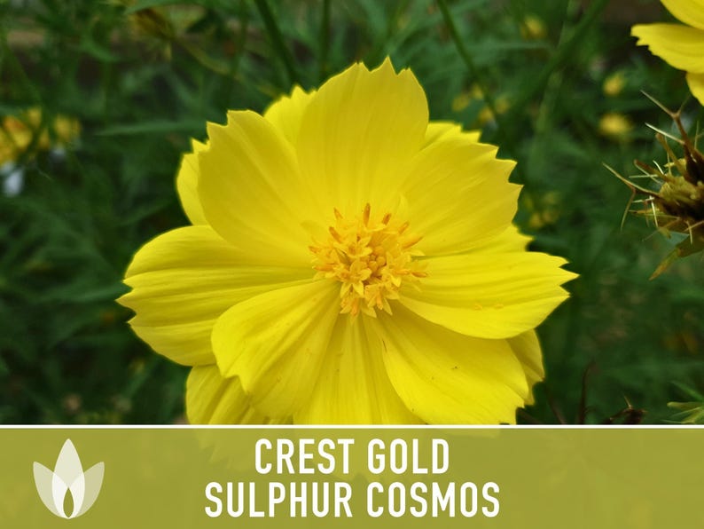 Sulphur Cosmos Seeds, Crest Gold, Pollinator Friendly (Non-GMO) image 12