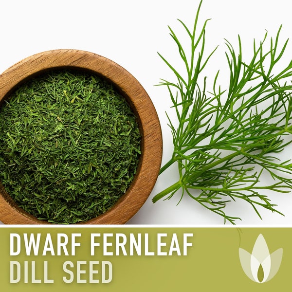 Dwarf Fernleaf Dill Heirloom Seeds - AAS Winner, Pickling Spice, Container Garden, Kitchen Garden Non-GMO, Culinary Herb, Butterfly Host