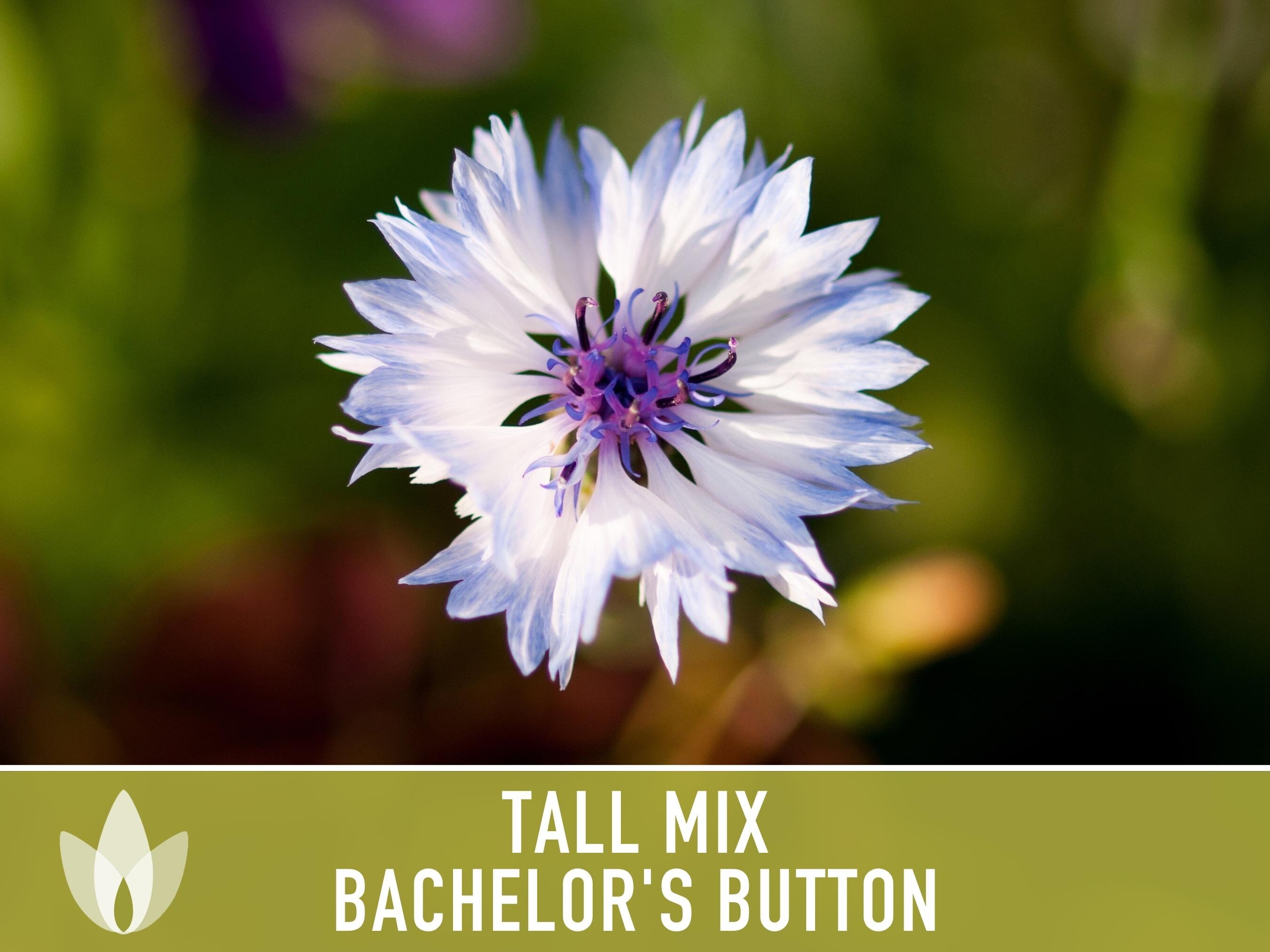 Bachelor Buttons - Tall Mix