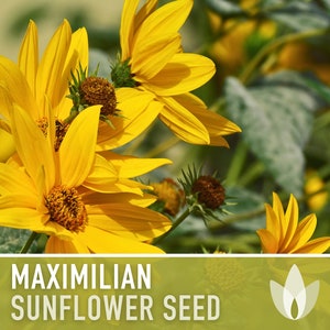 Maximilian Perennial Sunflower Heirloom Seeds Native, Non-GMO, Open Pollinated, Untreated, Flower Seeds, Perennial, Native, Wildflower image 4