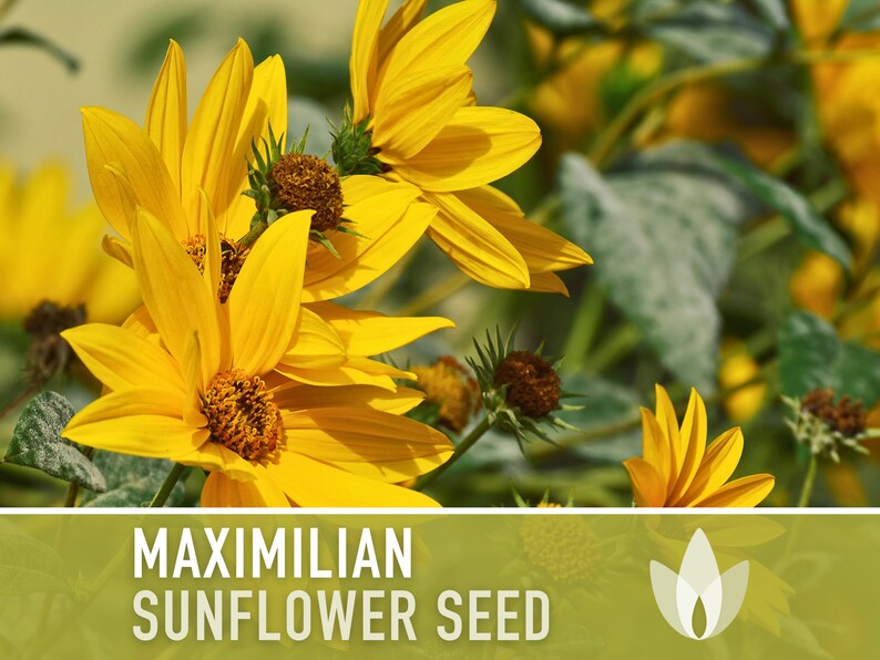 Maximilian Perennial Sunflower Heirloom Seeds Native, Non-GMO, Open Pollinated, Untreated, Flower Seeds, Perennial, Native, Wildflower image 4