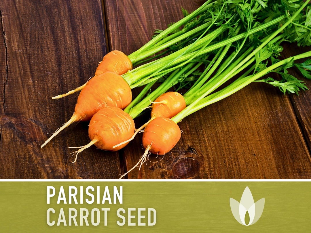 Aazon.co: Organic Parisian Carrot Seeds 500 g ~350 Seeds - Non-GO