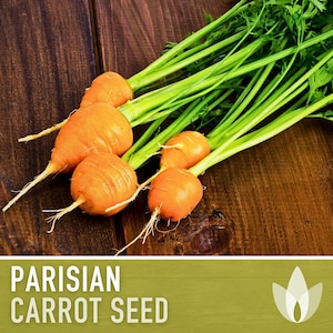 Parisian Carrot Heirloom Seeds - Seed Packets, Vegetable Seeds, Non GMO, Open Pollinated