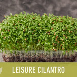 Leisure Cilantro Seeds - Slow Bolting Coriander, Non-GMO image 7
