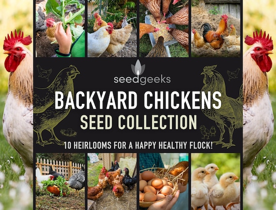 Heirloom Seed Collection for Backyard Chickens – 10 Open Pollinated Varieties