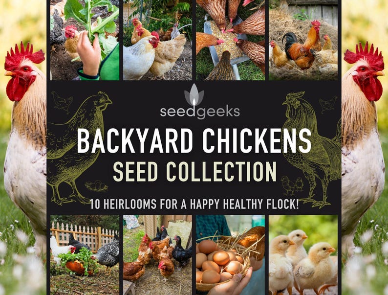 Heirloom Seed Collection for Backyard Chickens – 10 Open Pollinated Varieties image 1