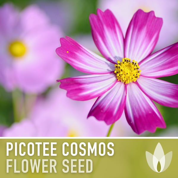 Picotee Cosmos Flower Seeds - Heirloom Flowers, Cut Flowers, Butterfly Garden, Pollinator Friendly, Non-GMO