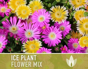 Ice Plant Mix Flower Seeds - Heirloom Seeds, Ground Cover, Succulent, Mixed Blooms, Daisy Seeds, Open Pollinated, Non-GMO