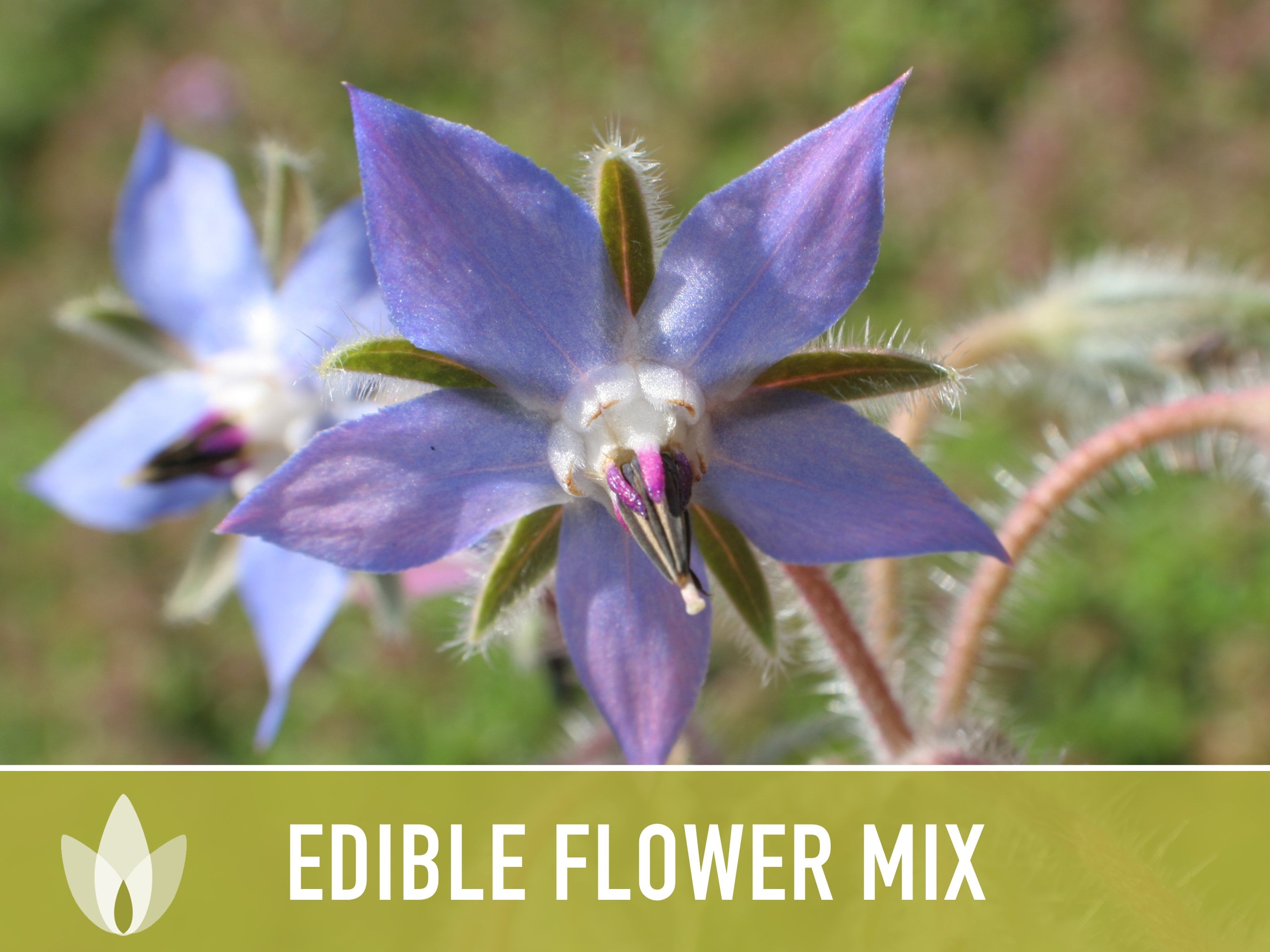 Edible Flower Mix Seeds