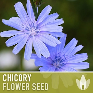 Chicory Wildflower Herb Heirloom Seeds, Flower Seeds, Wildflower, Medicinal Herb, Coffee Substitute