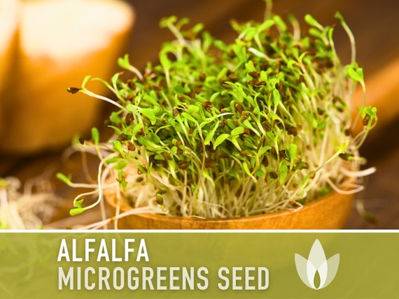 Alfalfa Cover Crop Seeds - NON-GMO Heirloom, 2000 Seeds For Soil Health (Perennial, Full Sun)