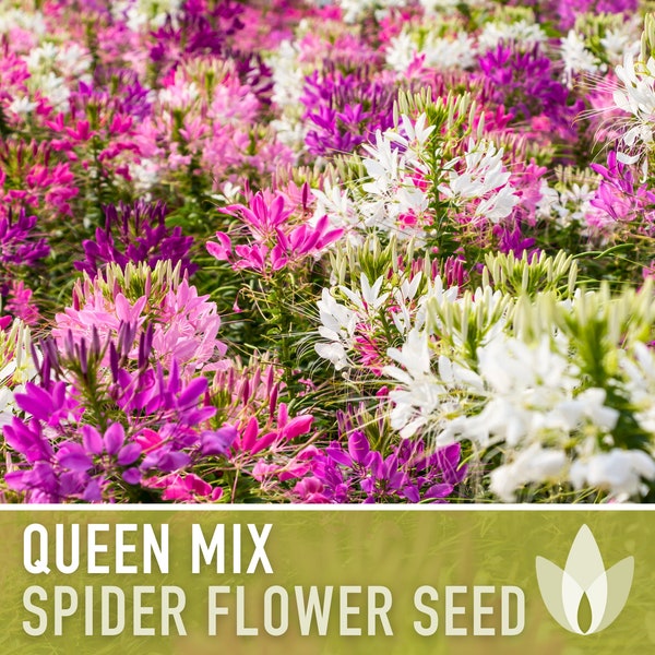 Spider Flower, Queen Mix Seeds - Heirloom Seeds, Spider Lily, Drought Tolerant, Pollinator Garden, Cleome Hassleriana, Non-GMO