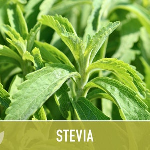 Stevia Sugar Leaf Seeds Heirloom Seeds, Natural Sweetener, Sugar Substitute, Zero Calories, Sweet Herb, Stevia Rebaudiana, Non-GMO image 2