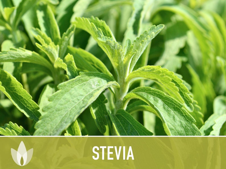 Stevia Sugar Leaf Seeds Heirloom Seeds, Natural Sweetener, Sugar Substitute, Zero Calories, Sweet Herb, Stevia Rebaudiana, Non-GMO image 2