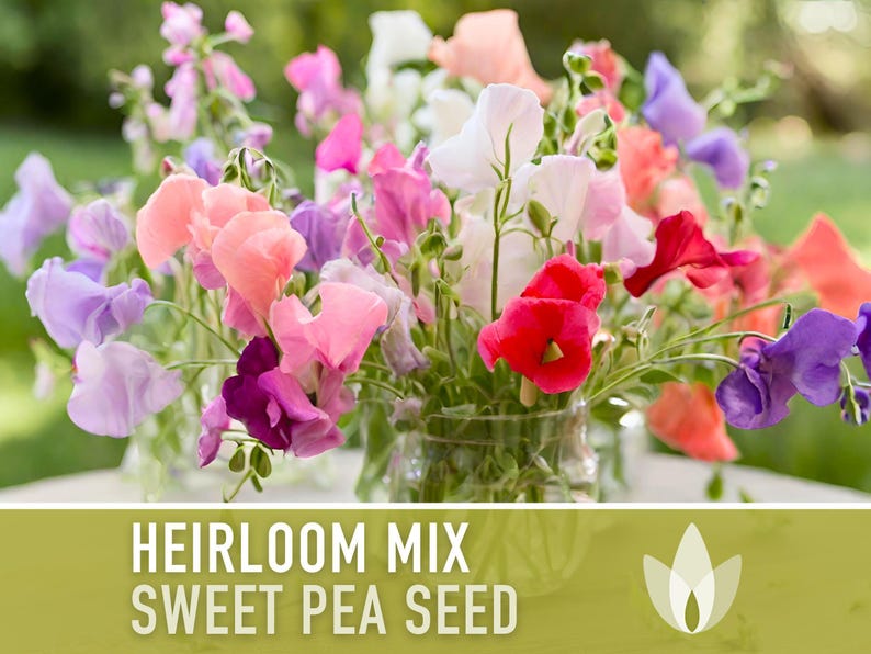 Heirloom Sweet Pea Flower Mix | 25+ Seeds, Cottage Garden, Fragrant Blooms, Lathyrus odoratus Bild 11