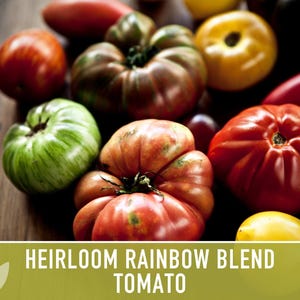 Heirloom Rainbow Blend Tomato Seeds | 30+ Non-GMO, Open Pollinated, Organic, Colorful Varieties Lycopersicon lycopersicum image 10