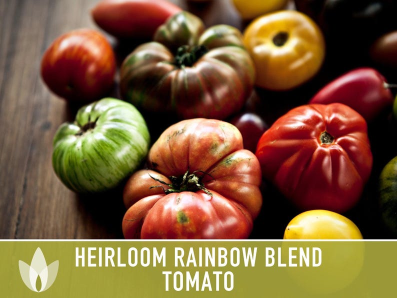 Heirloom Rainbow Blend Tomato Seeds | 30+ Non-GMO, Open Pollinated, Organic, Colorful Varieties Lycopersicon lycopersicum image 10