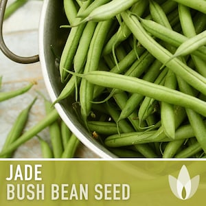 Jade Bush Bean Heirloom Seeds Non-GMO, Open Pollinated, Untreated image 1