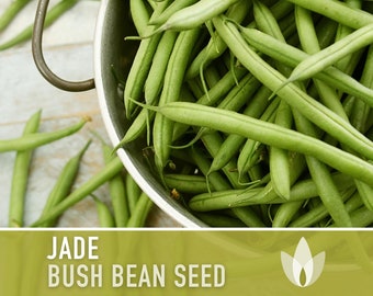 Jade Bush Bean Heirloom Seeds - Non-GMO, Open Pollinated, Untreated