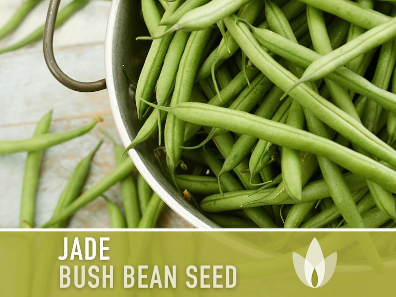 Jade Bush Bean Heirloom Seeds Non-GMO, Open Pollinated, Untreated image 1