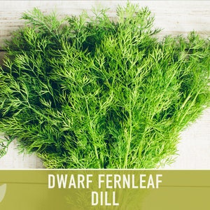 Dill Herb Seeds - 500+ Seeds For Gardening, Pickling, Cooking & Attracting Butterflies