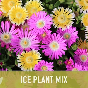 Ice Plant Flower Seeds – Rainbow Mix, Ground Cover, 150 Non-GMO Seeds image 4