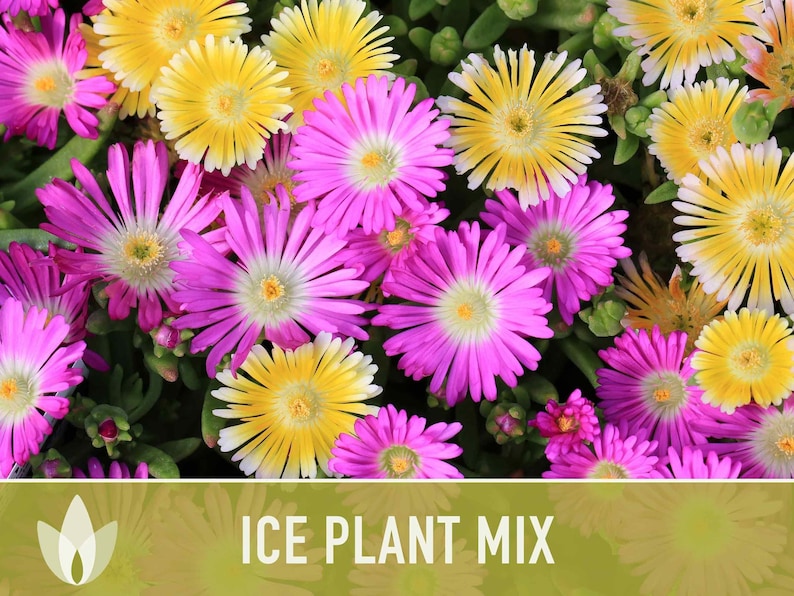 Ice Plant Flower Seeds – Rainbow Mix, Ground Cover, 150 Non-GMO Seeds image 4