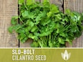 Slo-Bolt Cilantro Herb Heirloom Seeds