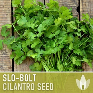 Slo-Bolt Cilantro Herb Heirloom Seeds image 1