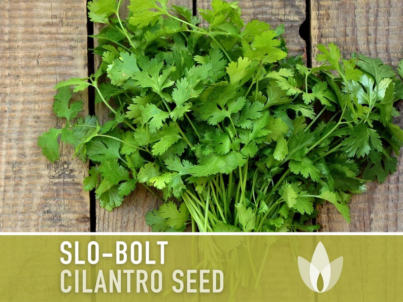 Slo-Bolt Cilantro Herb Heirloom Seeds image 1