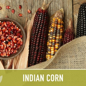 Corn Seeds - Baker Creek Heirloom Seeds
