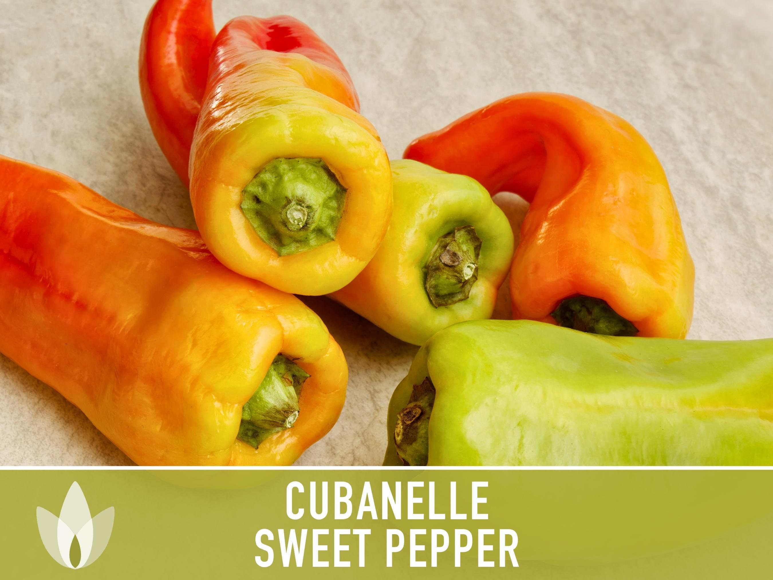 Cubanelle Sweet Pepper Seeds - Heirloom Seeds, Cuban Pepper, Italian ...
