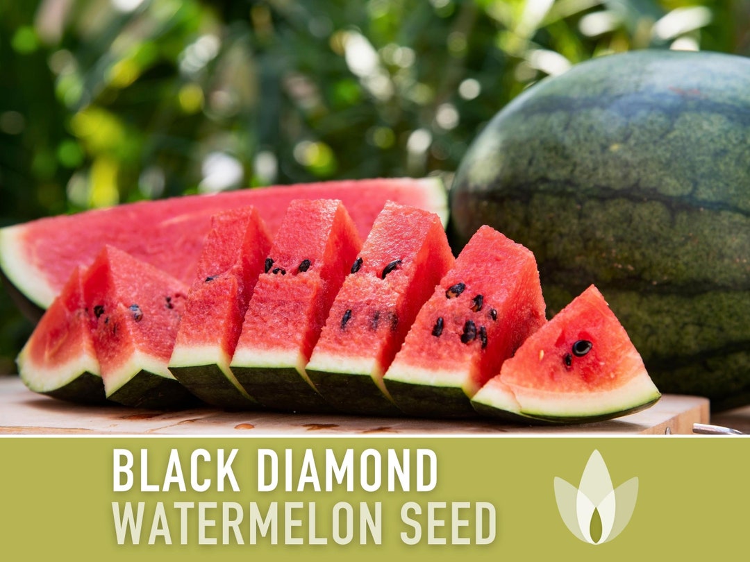 Seedless Black Watermelon