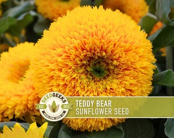 Teddy Bear Sunflower Seeds | 20+ Seeds, Dwarf Heirloom, Container Garden, Non-GMO, Open-Pollinated, Helianthus Annuus
