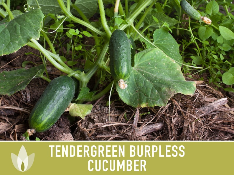 Tendergreen Burpless Cucumber Heirloom Seeds Etsy