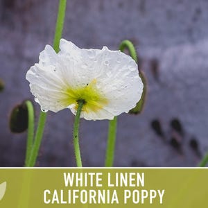 White Linen California Poppy Seeds – Creamy White Flowers image 8