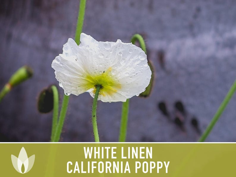 White Linen California Poppy Seeds – Creamy White Flowers image 8