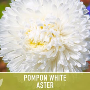 Semillas de flor de aster blanco pompón, aster chino tradicional, apto para abejas imagen 4