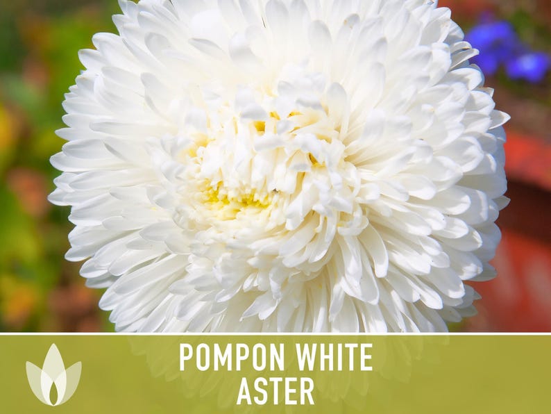 Semillas de flor de aster blanco pompón, aster chino tradicional, apto para abejas imagen 4