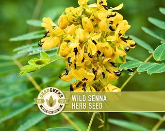 Semillas de sen silvestre: sen de Maryland, planta hospedante de la mariposa del azufre