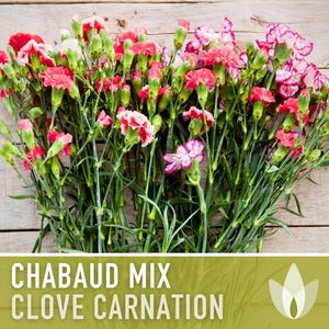 Chabaud Clove Carnation Seeds | 25+ Seeds, Heirloom Rainbow Flowers, Fragrant, Cottage Garden, Dianthus caryophyllus image 10