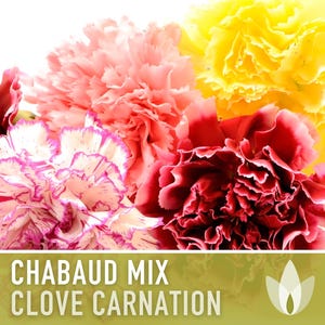 Chabaud Clove Carnation Seeds | 25+ Seeds, Heirloom Rainbow Flowers, Fragrant, Cottage Garden, Dianthus caryophyllus image 5