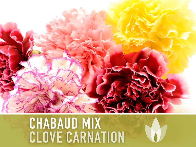 Chabaud Clove Carnation Seeds | 25+ Seeds, Heirloom Rainbow Flowers, Fragrant, Cottage Garden, Dianthus caryophyllus image 5
