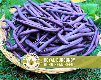 May include: A wicker basket overflowing with Royal Burgundy bush bean seeds. The beans are a vibrant purple color and are surrounded by green leaves. The image includes the text "Royal Burgundy Bush Bean Seed" and the Seed Geeks logo.