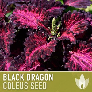 Black Dragon Coleus Seeds | 20+ Seeds, Crimson Foliage, Goth Garden, Indoor & Container, Plectranthus scutellarioides image 4