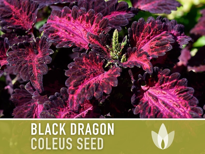 Black Dragon Coleus Seeds | 20+ Seeds, Crimson Foliage, Goth Garden, Indoor & Container, Plectranthus scutellarioides image 4