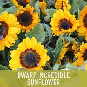 Dwarf Sunflower Seeds | 20+ Seeds, Heirloom Non-GMO, Yellow Blooms, Container Friendly, Helianthus annuus image 6