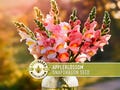 Appleblossom Snapdragon Seeds | 100+ Seeds, Heirloom Cottage Garden, Nectar Flowers, Border Plant, Antirrhinum majus