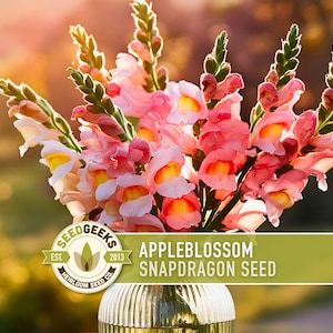 Appleblossom Snapdragon Seeds | 100+ Seeds, Heirloom Cottage Garden, Nectar Flowers, Border Plant, Antirrhinum majus