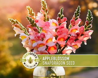 Appleblossom Snapdragon Seeds | 100+ Seeds, Heirloom Cottage Garden, Nectar Flowers, Border Plant, Antirrhinum majus